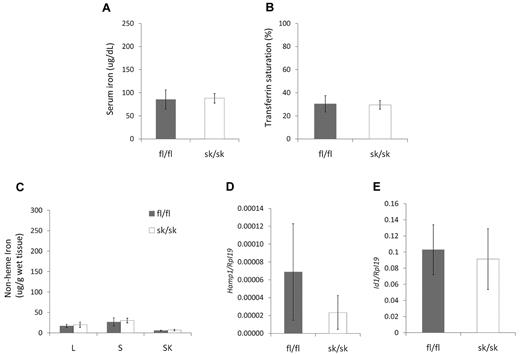 Figure 4. Iron homeostasis in Hjv skeletal muscle–specific knockout mice on iron-deficient diet. (A) Serum iron concentration. (B) Serum transferrin saturation. (C) Nonheme tissue iron concentrations (μg/g wet weight) of Hjv fl/fl and skeletal muscle-specific knockout (sk/sk) female mice. L indicates liver; S, spleen; and SK, skeletal muscle. (D) Hepatic Hamp1 relative to Rpl19 mRNA expression. Note that all values were very low compared with mice on a standard diet. (E) Hepatic Id1 relative to Rpl19 mRNA expression. Mean values from analysis of 8-week-old female mice (n = 8 per genotype) are graphed. Error bars represent SD. No statistically significant differences were observed.