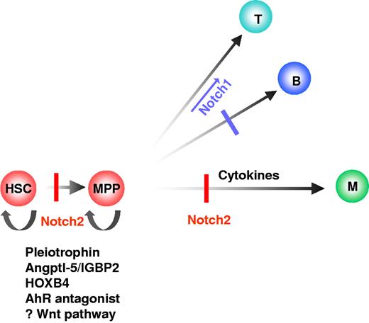Figure 1. Model of HSPC self-renewal and differentiation. Notch2 affects HSPC self-renewal by blocking differentiation into multipotent progenitors (MPP) and myeloid/monocytic (M) cell lineage. Notch1 promotes T-cell (T) differentiation versus B-cell (B) differentiation. Also illustrated are molecules with proposed roles in HSPC self-renewal and expansion. Factors with proposed anti-apoptotic and enhanced homing/in vivo survival effects (eg, PGE2) on HSPCs are not shown.