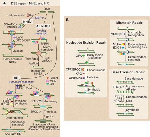 Figure 1. Five DNA repair pathways. (A) DSBs are repaired by 2 NHEJ and 2 HR subpathways. Classic NHEJ initiates with broken ends bound by Ku, which protects ends, leading to accurate or semi-accurate repair. Mutations in classic NHEJ factors shunt DSBs toward alternative NHEJ, which involves limited resection by MRN/CtIP and annealing via microhomology, yielding inaccurate repair. 53BP1 also serves to increase NHEJ accuracy by blocking MRN/CtIP resection. PARP1 promotes more extensive end-resection by EXO1 and BLM to reveal ssDNA and promote HR. RPA binds to ssDNA, BRCA2 mediates replacement of RPA with RAD51, the RAD51 nucleoprotein filament invades a homologous donor sequence (typically the sister chromatid in S/G2 phase), and repair synthesis extends the invading 3′ end, which then anneals with resected end to provide accurate repair. If long homologous repeats flank the DSB (white boxes), extensive resection can reveal complementary ssDNA that is annealed in a reaction promoted by RAD52, leading to deletion of one repeat and DNA between repeats, or translocations if DSBs occur on different chromosomes. (B) Base damage, often from oxidation, triggers base excision repair (BER). This results in a short repaired single-strand segment, also called a patch. Bulky nucleotide lesions, such as thymidine dimmers from ultraviolet light, are repaired by nucleotide excision repair (NER). These involve a long repaired single-strand patch. Mismatch repair (MMR), used to replace nucleotides mistakenly placed opposite a nonpaired template nucleotide during DNA synthesis, involves long excision of single strands and resynthesis repair patches initiated from existing or induced nicks.