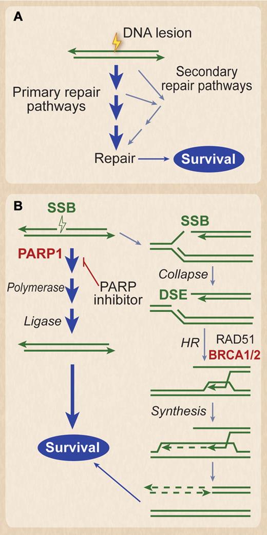 Figure 2. Synthetic lethality. (A) DNA lesions are often processed by multiple pathways that promote survival. Lesions can be lethal if all routes to repair are blocked. This is the basis for synthetic lethality. (B) Synthetic lethality in BRCA1/2-defective tumors. Naturally occurring single-strand breaks (SSBs) are primarily repaired by PARP1-dependent pathway before a replication fork hits. However, if they are not repaired in time before the replication fork hits, the SSB turns into a DSB. The DSB at the fork is repaired by HR, which requires BRCA1 and 2, denoted in red. Thus, BRCA1 and 2 are needed to restart the collapsed replication forks caused by the DSB. In BRCA1- or BRCA2-defective tumors, these SSBs must be repaired by the PARP1 pathway before the replication fork hits, as there is no mechanism of repairing the resultant DSB. Thus, PARP inhibitors result in synthetic lethality of the BRCA1- or BRCA2-defective cancer cell, because the SSB cannot be repaired in front of the replication fork, and the resultant DSB caused by the progression of the fork through the SSB also cannot be repaired. Note that normal tissue, which does not have the bi-allelic defects in BRCA1 or 2, would not be affected.