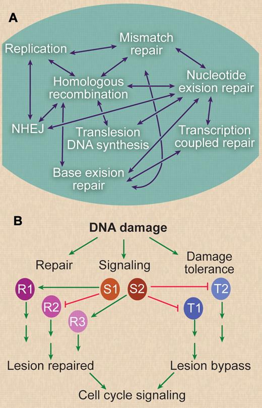Figure 3. Relationships between DNA repair pathways. (A) DNA repair and DNA damage tolerance pathways are highly networked. Each double-headed arrow indicates a known functional interaction between pathways and/or cases where one or more proteins function in 2 pathways. For example, mismatches arise in strand exchange intermediates during HR and are acted on by the mismatch repair machinery, and interstrand crosslink repair involves proteins from several pathways, including NER, HR, and translesion DNA synthesis. Also, most DNA repair occurs in chromatin, and all repair and signaling pathways are also regulated by chromatin modification pathways. (B) Understanding DNA repair networks can lead to new cancer therapies based on synthetic lethal interactions, but these networks also are a mechanism by which the cancer cell can escape synthetic lethality. In this diagram, a hypothetical DNA repair and signaling network is illustrated. DNA damage can be processed by DNA repair pathways (denoted R1, R2, R3) or is bypassed during replication by damage tolerance pathways (T1, T2). DNA damage also activates multiple arrest signaling pathways for activation of repair and inhibition of cell-cycle progression, indicated by S1 and S2. Each repair or tolerance pathway leads to either repair or bypass of lesions and promotes survival. Signaling pathways may activate (arrows) or inhibit (blocked lines) specific DNA repair or mutation tolerance pathways. These pathways ultimately regulate cell-cycle progression. Blocking any of these pathways, not just repair (via mutation at the origination of the cancer, or with chemotherapy), provides numerous opportunities to exploit synthetic lethal interactions. However, highly interconnected networks also present challenges, because blocking 2 pathways may simply shunt damage to a third pathway. It is also possible that synthetic lethality may be suppressed through accumulation of additional mutations, that is, by activating positive regulatory pathways, or by inactivating negative regulatory pathways. Thus, one worry with this approach is that cancer cells will ultimately become resistant to these synthetic lethal drugs by adapting alternative repair or lesion bypass pathways.