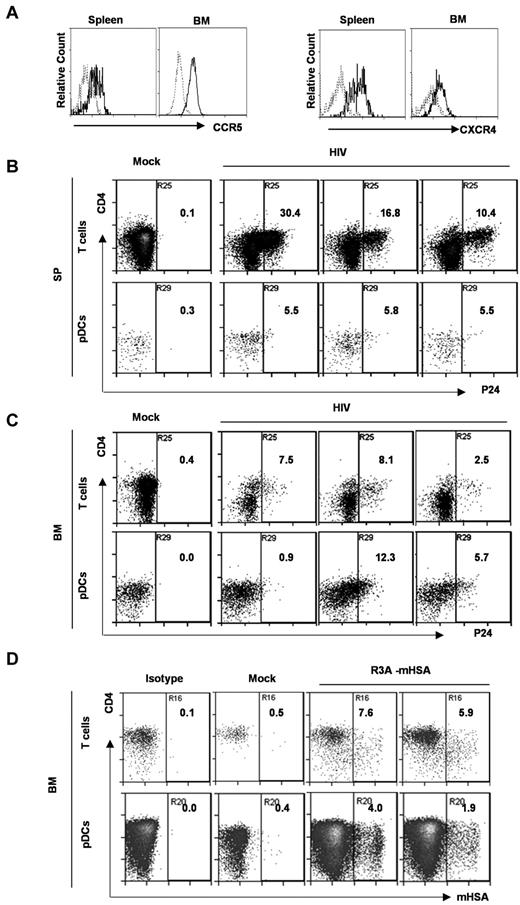 Figure 3. pDCs from DKO-hu mice express both HIV coreceptors, and are productively infected by HIV-1 in vivo. (A) Total BM cells or splenocytes were analyzed by FACS. CD3−CD4+CD123+ pDCs were further analyzed for CCR5 and CXCR4 expression. Dotted gray lines represent IgG isotype control. (B,C) At 8 days after HIV infection (R3A virus), splenocytes (B) and BM cells (C) were stained with surface markers, followed by HIV p24 intracellular staining. The numbers in the plots represent p24+ percentage of CD3+ T cells and CD3−BDCA2+CD123+ pDCs. Samples from 1 mock and 3 HIV-infected DKO-hu mice are shown. (D) BM cells from HIV-R3A-HAS–infected DKO-hu mice were analyzed by flow cytometry. The percentage of HSA (mouse CD24) expression on CD3+CD8− T cells and CD3−CD123+ pDCs from 1 mock and 2 HIV infected DKO-hu mice are shown.