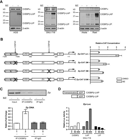 Figure 1. Bortezomib modulates C/EBPβ but not C/EBPα. (A) Western blot showing C/EBPα and C/EBPβ protein levels after treatment with bortezomib in the EBV(−) gastric carcinoma cell line AGS, the EBV+ gastric carcinoma cell line SNU-719, and the Burkitt lymphoma cell lines Akata and Rael. Western blots were also probed for β-actin as a loading control. All cells were treated with 20nM bortezomib. After 24 hours of bortezomib treatment, cells were harvested and nuclear protein extracts were prepared. (B) CAT assay performed in EBV+ gastric carcinoma SNU-719 cells to assess effects of C/EBP–binding sites on activation of Zp by bortezomib. Cells were transfected with a plasmid expressing Zp-CAT with wild-type C/EBP–binding sites, one C/EBP–binding site mutated, or both sites mutated. Cells were treated with 20nM bortezomib (BZ) or DMSO for 24 hours. Assays were repeated 3 times. Error bars indicate SEM. (C) ChIP assay performed in Akata cells after treatment with 20nM bortezomib for 24 hours to show ZTA promoter (Zp) DNA bound to C/EBPβ. Immunoprecipitated Zp DNA was measured by standard PCR (top panel) and analyzed on a 2% agarose gel and by real-time qPCR (bottom panel). (D) Luciferase assay performed in SNU-719 cells to assess the effects of C/EBPβ isoforms on the Zp-Luc reporter. Cells were transfected with a plasmid expressing all 3 C/EBPβ isoforms (C/EBPβ) or the indicated C/EBPβ isoforms (LAP and LIP). Transfection with an empty parent vector (vector) was used as an internal control. Assays were repeated 3 times. Error bars indicate SEM.