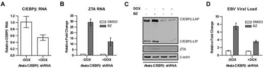Figure 2. Effects of C/EBPβ knock-down on EBV lytic gene expression and replication by bortezomib. C/EBPβ knock-down was performed in EBV+ Akata cells using an inducible vector in which the shRNAmir is only expressed in the presence of doxycycline (DOX). To induce shRNAmir expression, 1 μg/mL doxycycline was added to cells for 72 hours. Cells were treated with 20nM bortezomib (BZ) and harvested after 24 hours. RNA was isolated and subjected to real-time qPCR with primers for C/EBPβ (A) and ZTA (B). Primers to β-actin were used as an internal control. (C) Nuclear protein extracts were prepared and subjected to Western blot analysis. Blots were probed for C/EBPβ and ZTA. Blots were also probed for β-actin as a loading control. (D) Viral DNA was isolated and EBV viral load was measured using real-time PCR. Primers to the EBV BamW region were used to quantify EBV copy number. Primers to β-actin were used as an internal control. Error bars indicate SEM.