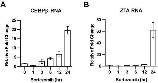 Figure 3. Time course of C/EBPβ and ZTA RNA induction by bortezomib. EBV+ Akata cells were treated with 20nM bortezomib (BZ) and harvested at the indicated time points. RNA was isolated and subjected to real-time qPCR using primer for C/EBPβ (A) and ZTA (B). Primers for β-actin were used as an internal control. Error bars indicate SEM.