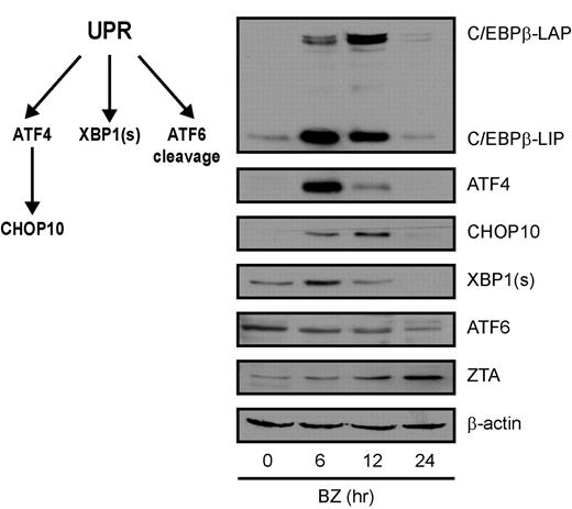 Figure 4. Bortezomib induces the UPR. EBV+ Akata cells were treated with 20nM bortezomib (BZ) and harvested at the indicated time points. Nuclear protein extracts were prepared and subjected to Western blot analysis. Blots were probed for C/EBPβ, ATF4, CHOP10, XBP1(s), ATF6, and ZTA, and for β-actin as a loading control.