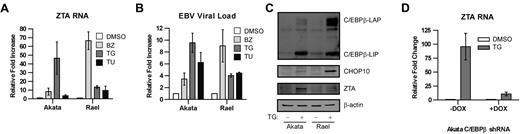 Figure 5. C/EBPβ modulates EBV lytic gene expression and replication by ER stressors. EBV+ Akata cells and Rael were treated with 20nM bortezomib (BZ), 1μM thapsigargin (TG), or 2 μg/mL tunicamycin (TU) for 24 hours. (A) RNA was isolated and subjected to real-time qPCR using primers for ZTA. Primers for β-actin were used as an internal control. (B) Viral DNA was isolated and EBV viral load was measured using real-time PCR. Primers to the EBV BamW region were used to quantify EBV copy number. Primers to β-actin were used as an internal control. (C) EBV+ Akata and Rael cells were treated with 1μM thapsigargin (TG) and harvested after 24 hours. Western blots were probed for C/EBPβ, CHOP10, and ZTA. (D) C/EBPβ knock-down was performed in EBV+ Akata cells using an inducible vector in which the shRNAmir is only expressed in the presence of doxycycline (DOX). To induce shRNAmir expression, 1 μg/mL doxycycline was added to the cells for 72 hours. Cells were treated with 1μM thapsigargin (TG), and RNA was isolated after 24 hours and subjected to real-time qPCR with primers for ZTA. Primers to β-actin were used as an internal control. Error bars indicate SEM.