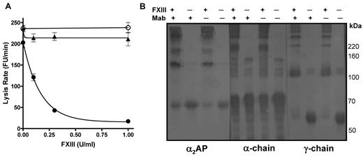Figure 2. FXIII requires α2AP to down-regulate fibrinolysis. (A) Plasma thrombi were prepared from FXIII depleted plasma in the absence (●) and presence (○) of a neutralizing antibody to α2AP or α2AP depleted plasma (▴). Various concentrations of FXIII (0, 0.1, 0.3, 1 U/mL) were added before thrombus formation and thrombi were lysed with 1 μg/mL tissue plasminogen activator (tPA). Lysis was monitored as release of fluorescence and expressed as mean lysis rate per minute ± SEM (n = 4). (B) Plasma thrombi prepared as described in panel A in the presence of FXIII (1 U/mL) or neutralizing antibody to α2AP (Mab) were solubilized in reducing sample buffer. After separating on 7.5% acrylamide gels samples were immunoblotted with antibodies to α2AP, the α-chain or the γ-chain of fibrinogen.