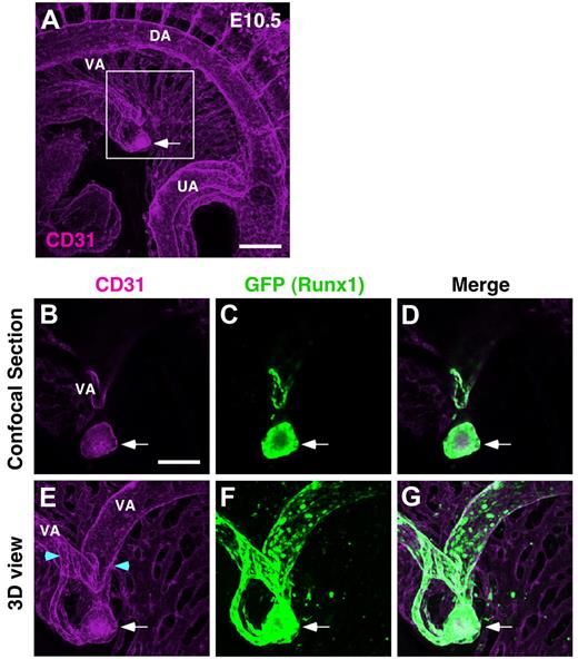 Figure 1. Hematopoietic clusters within small vessels around vitelline artery at E10.5. Whole-mount immunostaining of E10.5 (35 sp) Runx1-GFP transgenic mouse for GFP and CD31 expression. (A) Three-dimensional imaging of CD31+ vasculature in E10.5 embryo. To clearly visualize the vascular plexus of mesentery, the z-stacks containing extra-embryonic part of vitelline artery and umbilical vein were removed from 3D projection. Scale bar: 200 μm. (B-G) Higher magnification views of boxed region in panel A. Confocal sections (B-D) and 3D reconstruction (E-G). Arrows indicate large hematopoietic cluster. Scale bar: 100 μm. Supplemental Videos 1 and 2 show a 3D image and sequential images along the z-axis, respectively. DA indicates dorsal aorta; VA, vitelline artery; and UA, umbilical artery. Blue arrowheads demarcate the area where small vessels emerge from VA.