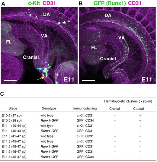 Figure 2. Hematopoietic clusters around vitelline artery at E11. (A,B) Whole-mount immunostaining of E11 (40-44 sp) embryos for (A) c-Kit and CD31 expression, and (B) Runx1-GFP and CD31 expression. White, blue, and yellow arrows indicate large hematopoietic clusters in the dorsal aorta, vitelline artery, and in the small vessel, respectively. Scale bars: 200 μm. (C) Large hematopoietic clusters (> 20 μm) observed in the cranial and caudal side of vitelline artery. DA indicates dorsal aorta; VA, vitelline artery; and FL, fetal liver.