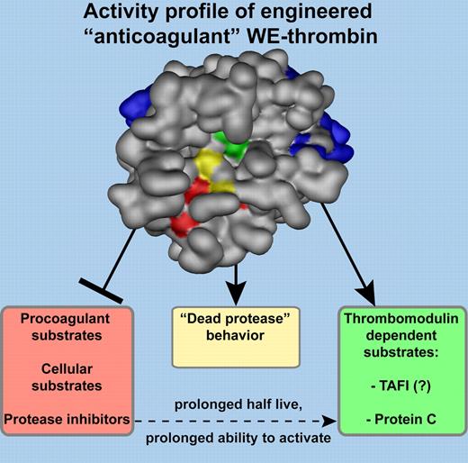 Engineered WE-thrombin and its “anticoagulant” activity profile. Schematic representation of WE-thrombin with active site triad residues indicated in green. The active site cleft is running from left to right with W215A/E217A mutations near the entrance to the active site cleft shown in yellow. The collapse of the 215-217 polypeptide strand blocks access of substrates to the active site resulting in loss of enzymatic activity for all substrates, including procoagulant substrates, cellular substrates, and protease inhibitors. Only in the presence of both thrombomodulin and protein C, and possibly TAFI, is enzymatic activity of WE-thrombin restored, resulting in the generation of activated protein C with anticoagulant and cytoprotective activities, and of activated TAFI with antifibrinolytic and anti-inflammatory activities. “Dead protease” behavior of WE-thrombin, such as competitive inhibition of prothrombinase or blocking the interaction of GPIbα with von Willebrand factor, may contribute to the anticoagulant phenotype of WE-prothrombin/thrombin in vivo.1 Exosite I (right) and II (left) are shown in blue and residues important for Na+ allostery are indicated in red.