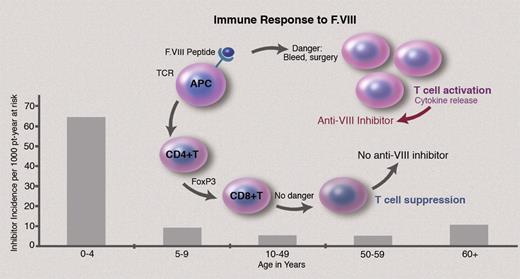 Inhibitor formation in hemophilia, a T cell–dependent immune response to infused FVIII, involves binding to HLA class II molecules, presentation to CD4+ T cells, and recognition by the T-cell receptor. In the 25% of severe hemophilia A patients who develop inhibitors, it is hypothesized that if the initial interaction of FVIII and CD4+ T cells occurs in the presence of “danger” signals, that is, severe bleeding or surgery, the innate immune response is activated, with up-regulation of immune response to FVIII. Whether this model also applies to inhibitor formation in the aging adult with hemophilia A is not established.