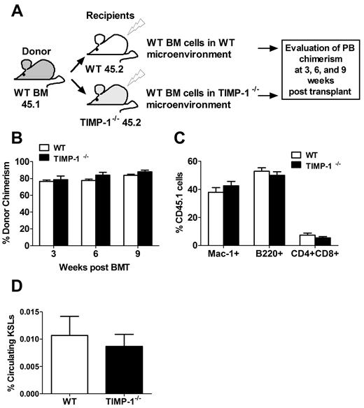 Figure 5. Microenvironmental effects TIMP-1 deficiency on engraftment. (A) Schematic representation of the experimental model used, consisting of transplanting WT BM cells into either WT or TIMP-1−/− animals. (B) Percentage of engraftment at 3, 6, and 9 weeks after transplantation, calculated as relative PB chimerism of donor CD45.1 cells. (C) Lineage distribution of Mac-1+ myeloid cells, B220+ B lymphocytes, and CD4+CD8+ T lymphocytes in the PB of animals that received a transplant at 6 weeks. Results are percentages of the donor-derived white cell CD45.1 subset. (D) Percentages of circulating KLS cells in the PB of WT and TIMP-1−/− mice. Results are reported as mean ± SEM.