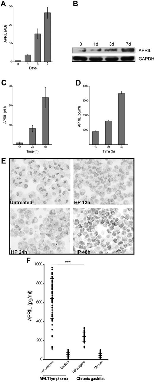 Figure 2. APRIL production during macrophage differentiation and exposure to HP or to HP-specific T cells. Monocytes exposed to M-CSF were harvested at the indicated time points and APRIL mRNA was quantified by real-time PCR (A); in parallel the APRIL protein cell content was determined by Western blot. GAPDH was used as marker of equal loading (B). M-CSF–differentiated macrophages (MDM) were exposed to HP (5 × 105 colony-forming unit/mL). At the indicated time points cells were harvested for mRNA evaluation (C) and culture supernatant collected for APRIL content determination (D); AU indicates arbitrary units. In parallel, MDM cytospins were labeled for their intracellular APRIL content (E). HP-specific Th cells isolated from MALT lymphoma patients and from chronic gastritis patients were cocultured with autologous macrophages in the presence of medium or HP antigens and the APRIL production was assessed by ELISA (F). Results represent the APRIL levels induced by T-cell clones over the APRIL production in cultures of macrophages alone. ***P < .01