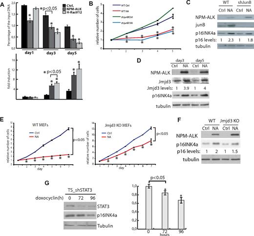 Figure 5. NPM-ALK induces p16INK4a promoter de-methylation. (A) Top panel: chromatin immunoprecipitation analysis of p16INK4a promoter H3K27me3 levels in WT MEFs infected with the indicated retroviruses. Precipitated DNA was amplified by qPCR using primers located in the p16INK4a promoter region. Enrichments are presented as percentage of total input DNA. Bottom panel: Q-PCR analysis of p16INK4a mRNA levels in the same cells, expressed as fold increase with respect to the day 1 control vector. (B) Growth curves of WT MEFs infected with a control lentivirus or lentiviruses expressing JunB-specific shRNAs, in the presence or absence of NPM-ALK, as indicated. Values are expressed relative to day 1 for each sample. *P < .05 with respect to control cells infected with a control vector. (C) Western blotting of p16INK4a, JunB, and NPM-ALK expression in the same cell samples as in panel B, 4 days after infection. Tubulin was used as a loading control. p16INK4a protein levels were calculated by densimetric analysis and normalized to control (Ctrl.) and tubulin band intensities. (D) Western blotting of Jmjd3 and p16INK4a expression levels in WT MEFs infected with NPM-ALK or control viruses. p16INK4a protein levels were calculated as in panel C. (E) Growth curves of WT and Jmjd3 null MEFs infected as indicated. Values are expressed relative to day 1 for each sample. (F) Western blotting of p16INK4a and NPM-ALK expression levels in WT and Jmjd3-null MEFs in the same cell samples as in panel E, 4 days after infection. p16INK4a protein levels were calculated as in panel C. (G) Left panel: Western blot analysis of STAT3, p16INK4a, and tubulin expression at different times (as indicated) in TS cells treated with doxocyclin to induce shRNA interference targeting STAT3. Right panel: p16INK4a mRNA quantification by qPCR analysis with specific primers. Data were standardized with ribosomal RNA and normalized against control untreated cells.