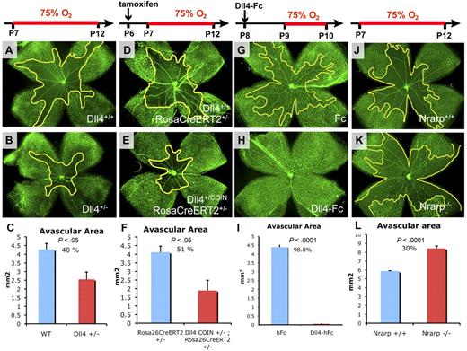 Figure 1. Effects of Dll4/Notch genetic and pharmacologic modulation on oxygen-induced vaso-obliteration. (A-B,D-E,G-H,J-K) GS lectin staining of the retinal vasculature in 12-day-old (A,D,J) or 10-day-old (G) control mice and in Dll4+/− (B), Dll4+/COIN;Rosa26-CreERT2+/− treated with tamoxifen, and Nrarp−/− (K) mice that were exposed to high oxygen for 5 days and WT mice treated with Dll4-Fc and exposed to high oxygen for 1 day (H). (C,F,I,L) Quantification of the avascular area. Decreased vaso-obliteration in Dll4+/− (C) and Dll4+/COIN;Rosa26-CreERT2+/− (F) mice compared with littermate controls as well as in mice treated with Dll4-Fc (I) compared with control mice treated with Fc. (L) Increased vaso-obliteration in Nrarp−/− mice compared with WT littermates. Percentages indicate changes in avascular areas compared with corresponding control animals. Original magnification, ×20.