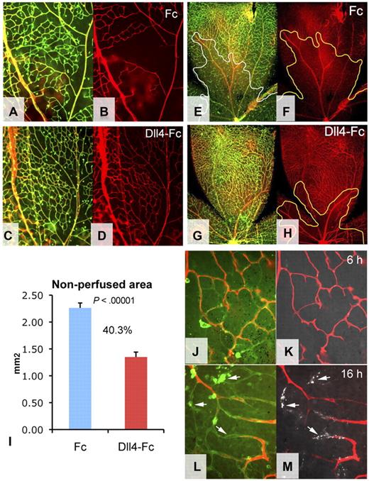 Figure 2. Blood vessel patency in mice exposed to hyperoxia. (A-H) Combined GS lectin staining (green) and ConA perfusion staining (red) (A,C,E,G) and ConA perfusion staining (B,D,F,H) of the retinal vasculature treated with Fc (A-B,E-F) or Dll4-Fc (C-D,G-H) for 24 hours followed by high oxygen exposure for 6 hours (A-D) or 24 hours (E-H). (I) Quantification of nonperfused areas per retinal quadrant; percentages indicate decrease of nonperfused area. (J-M) Combined GS lectin staining (green), ConA perfusion staining (red), and annexin V labeling (white, arrows). Six hours (J-K) and 16 hours (L-M) of hypoxia. Original magnifications: A-D, ×100; E-H, × 40; and J-L, ×400.