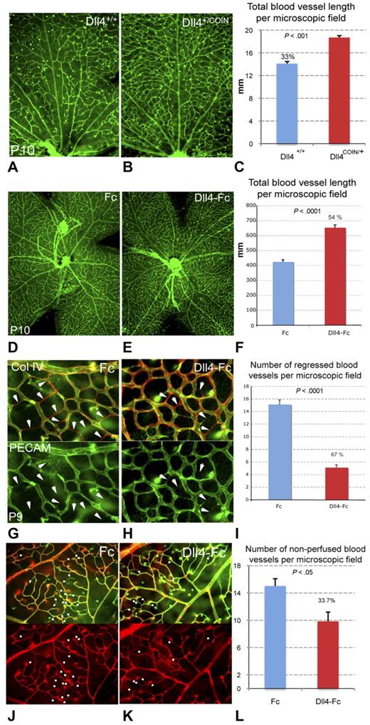 Figure 3. Effects of genetic and pharmacologic inhibition of Dll4/Notch on capillary remodeling during retinal vascular development. (A-C) Reduced blood vessel pruning in conditional Dll4+/− mice. Retinal vasculature at P10 in Dll4+/+;Rosa26-CreERT2+/− (A) and Dll4+/COIN;Rosa26-CreERT2+/− (B) mice treated for 72 hours with tamoxifen; GS lectin staining. (C) Quantification of total blood vessel length in the central retina (per 100 × microscopic field); percentages indicate changes in total vessel length compared with WT (Dll4+/+;Rosa26-CreERT2+/−) control mice. (D-F) Reduced blood vessel pruning in Dll4-Fc-treated mice. Retinal vasculature in P10 mouse pups treated systemically with Fc control protein (D) or Dll4-Fc (E) for 48 hours; GS lectin staining. (F) Quantification of total blood vessel length in the central retina (per 20× microscopic field); percentages indicate increase in total vessel length. (G-I) Reduced blood vessel regression in Dll4-Fc-treated mice. Retinal vasculature in P9 mouse pups treated systemically with Fc control protein (G) or Dll4-Fc (H) for 24 hours; double labeling with PECAM (green) and collagen IV (Col IV) antibody (red) staining. (I) Quantification of the number of regressed capillary segments (empty Col IV-positive tubes; per 400× microscopic field); percentages indicate decrease in the number of regressed capillary segments. (J-L) Reduced blood vessel occlusion in Dll4-Fc-treated mice. Double labeling with GS lectin staining (green) and ConA lectin perfusion staining (red). (L) Quantification of the number of occluded capillary segments (nonperfused capillaries; per 400× microscopic field); percentages indicate decrease in the number of occluded capillary segments. Original magnifications: A-B,D-F, ×40; J-K, ×200; G-H, ×400.
