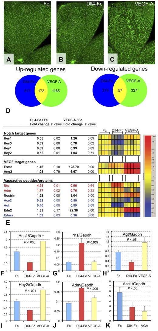 Figure 4. Regulation of expression of vasoactive genes by Dll4-Fc and VEGF-A. (A-C) Morphologic changes in the retinal vasculature 24 hours after treatment with 4 μg of Dll4-Fc (B) or 1 μg of VEGF-A (C) compared with 4 μg of Fc (A). (D) Venn diagram showing similarity and difference between Dll4-Fc and VEGF-A significantly regulated genes. (E) Regulation of Dll4/Notch and VEGF-A target genes and vasoactive proteins by Dll4-Fc and VEGF-A. The vasodilators (red) were up-regulated and vasoconstrictors (blue) are down-regulated by Dll4-Fc. Table (left) and corresponding heat map (right) showing changes in the retinal gene expression within 24 hours of treatment. Gene symbols are as follows: Hes indicates hairy and enhancer of split; Hey, hairy/enhancer-of-split related with YRPW motif; Esm1, endothelial cell-specific molecule 1; Ang2, angiopoietin 2; Nts, neurotensin; Adm, adrenomedullin; Nostrin, nostrin; Ace2, angiotensin I-converting enzyme 2; Agt, angiotensinogen; Edn2, endothelin 2; and Ednra, endothelin receptor type A. (F-K) Reverse-transcribed polymerase chain reaction (TaqMan) analysis of Notch target genes (C-D), vasodilators (E-F), and vasoconstrictors (G-H).