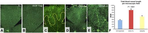 Figure 5. Effects of VEGF and Dll4/Notch pathways on blood vessel pruning/regression. (A-B) Eight-day-old pups were injected intravitreally with 4 μg of Fc control (A) or 4 μg of VEGF Trap (B), and retinas were analyzed 24 hours later (original magnifications, ×40). (C-F) Effects of Dll4-Fc and VEGF-A on persistent blood vessel density OIR. Eight-day-old pups were injected ITV with 4 μg of Dll4-Fc or 1 μg of VEGF-A. Animals were placed into high oxygen chamber 24 hours later and retinas harvested on P10. Total blood vessel length was measured per 40× microscopic field (F).