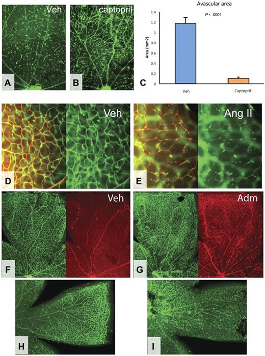 Figure 6. Effects of vasodilation and constriction on blood vessel regression. (A-C) Effect of captopril on oxygen-induced vaso-obliteration. Nine-day-old pups were injected periocularly with 5 μL of vehicle (A) or 300 mg/mL captopril (B); 4 hours later, animals were placed into high oxygen chamber and retinas were analyzed after another 24 hours. (C) Quantification of avascular areas. Fellow untreated eyes were used as a control. Original magnifications, ×40. (D-E) Effect of ITV mock injection (D) or injection of 0.75 μL of 0.2M of angiotensin II (Ang II) (E) on retinal blood vessels. Collagen IV staining (red) and GS lectin staining (green). Original magnifications, ×200. (F-I) Effect of ITV mock injection (F) or injection of 0.25 μL of 20 mg/mL of adrenomedullin (G) on retinal blood vessels exposed to high oxygen for 6 hours (F-G) or 24 hours (H-I). GS lectin staining (green) and ConA perfusion (red). Original magnifications, ×40.