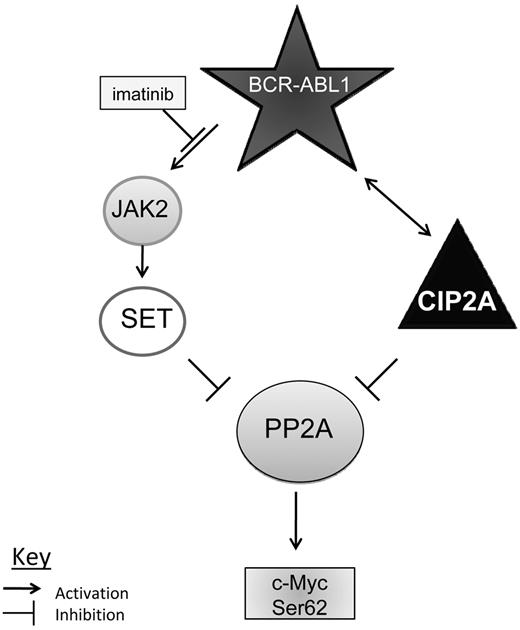 Figure 6. Model mechanisms by which CIP2A regulates PP2A and BCR-ABL1 signaling proteins. Possible mechanism of PP2A inhibition in CML. In most patients, PP2A is suppressed by SET, which is driven by BCR-ABL1 via JAK2. In patients destined to progress into BC, PP2A is inhibited by CIP2A both directly as well as through BCR-ABL.1