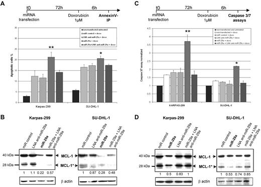 Figure 6. MiR-29a overexpression enhances doxorubicin-induced apoptosis in NPM-ALK+ ALCL cells. Karpas-299 and SU-DHL-1 NPM-ALK+ cells were transiently transfected with miR negative control, miR-29a, or LNA anti–miR-29a oligonucleotides for 72 hours. Doxorubicin (1μM) was then used for 6 hours to induce apoptosis. AnnexinV/PI staining (A) and Caspase 3/7 assays (C) were used to assess apoptosis. Histograms showed the percentage of apoptotic cells and the normalized Caspase3/7 activities, respectively (*P < .05 and **P < .01). (B,D) Western blotting for MCL-1 in miRNA-transfected and doxorubicin-treated cells demonstrated the presence of long (MCL-1 at 40 kDa) and short caspase-cleaved (MCL-1* at 28 kDa) MCL-1 proteins. Densitometry measurements of both forms were added and normalized with β-actin.