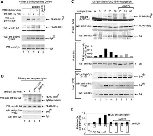 Figure 1. BCR triggering leads to the PKC-dependent phosphorylation of IBtkγ. (A) DeFew cells were pretreated for 20 minutes with the PKC inhibitor Gö6976 or control DMSO vehicle at low (L, 40nM) or high (H, 200nM) concentrations; then, cells were stimulated for 10 minutes with F(ab′)2 fragments of antihuman IgM (13 μg/mL), and lysates (3 × 106 cells) were incubated for 10 minutes with FLAG-IBtkγ linked to anti-FLAG agarose beads or control anti-FLAG–agarose beads. Proteins were analyzed by Western blotting with the indicated antibodies. As control of BCR triggering, Syk levels and Tyr352-phosphorylation of Syk were analyzed with specific antibodies. One representative of 3 independent experiments with similar results is shown. (B) Primary mouse splenocytes were pretreated for 10 minutes with either the indicated PKC inhibitors (200nM), or control DMSO vehicle, followed by a 10-minute stimulation with anti–mouse IgM F(ab′)2 (20 μg/mL). Lysates (8 × 106 splenocytes) were incubated with FLAG-IBtkγ linked to anti-FLAG agarose beads or control anti-FLAG-agarose beads; proteins were analyzed by Western blotting with the indicated antibodies. One representative of 3 independent experiments with similar results is shown. (C) DeFew cells stably expressing FLAG-IBtkγ were stimulated with F(ab′)2 fragments of anti–human IgM (13 μg/mL) or left untreated in the presence or absence of Gö6976 (80nM) for the indicated time; cells were lysed, immunoprecipitated with anti-FLAG, and analyzed by Western blotting with anti-phPKCsub and anti-FLAG antibodies (top). For in vitro Btk kinase activity, protein extracts were immunoprecipitated with anti-Btk and analyzed by an ELISA-based tyrosine kinase assay. One representative of 2 independent experiments with similar results is shown. (D) The optical density (OD) of phospho-FLAG-IBtkγ was normalized according to FLAG-IBtkγ (upper bars) or Btk coimmunoprecipitated (co-IP) with FLAG-IBtkγ (lower bars).