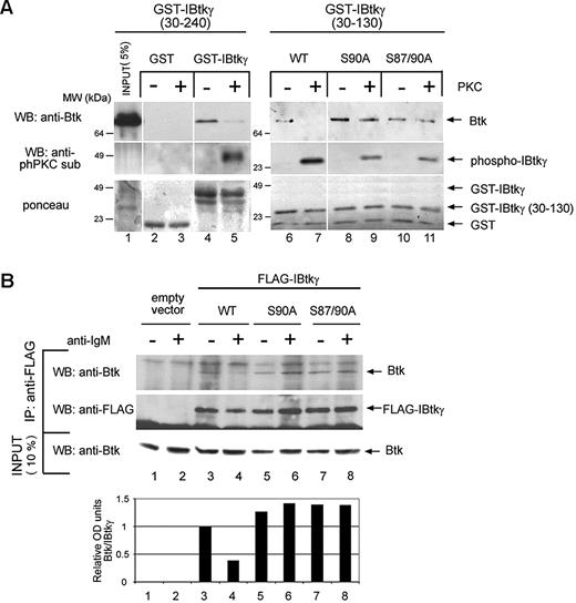 Figure 4. PKC phosphorylation of IBtkγ at serine 90 reduces the affinity binding of IBtkγ to Btk. (A) Aliquots (5 μg) of GST, GST-IBtkγ (aa 30-240), GST-IBtkγ (aa 30-130), or the derivative mutants S90A, S87/90A were in vitro phosphorylated with PKCmix (150 ng) or left untreated, and then incubated with lysates of HEK 293T cells expressing Btk. After GST pull-down, proteins were separated by 10% SDS-PAGE and analyzed by immunoblotting with anti-Btk and anti-phPKCsub Abs and Ponceau staining. A representative experiment of 2 independent experiments is shown. (B) DeFew cells (2.4 × 107) were transfected with wild-type FLAG-IBtkγ plasmids or mutants (120 μg) and 24 hours later were stimulated for 10 minutes with anti-IgM or left untreated; cell lysates were immunoprecipitated with anti-FLAG Ab and analyzed by 4%-12% NuPAGE followed by Western blotting anti-Btk and anti-FLAG antibodies. The levels of Btk bound to IBtkγ were measured by densitometry (bottom). A representative experiment of 2 independent experiments is shown.