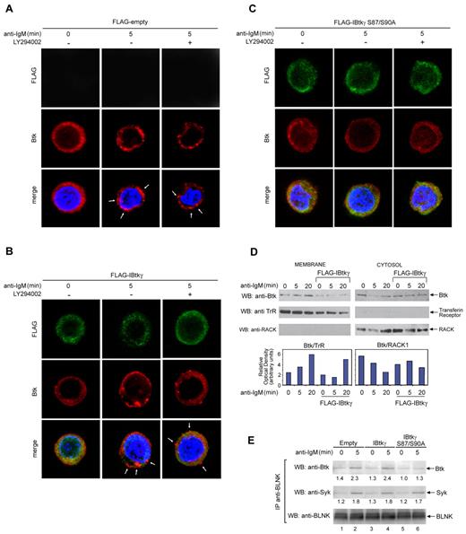Figure 6. IBtkγ S87/90A prevents the Btk translocation to the plasma membrane on BCR triggering. (A-C) IBtkγ prevents the Btk translocation to the plasma membrane on BCR triggering in a PI3K-independent manner. DeFew cells stably expressing empty vector (A), FLAG-IBtkγ (B), or FLAG-IBtkγ S87/90A (C) were stimulated with anti-IgM for 5 minutes in the presence or absence of the PI3K inhibitor LY294002 (25μM); then, cells were fixed and stained with either anti-Btk Ab followed by anti–rabbit Alexa 568 to detect endogenous Btk, and FITC-conjugated anti-FLAG Ab to detected FLAG-IBtkγ. Nuclei were stained with DAPI. Images shown are the distribution of transfected IBtkγ (green), endogenous Btk (red), and nuclei (blue) were along a single focal plane detected by confocal microscopy. Arrowheads indicate the punctuate aggregation of Btk at the plasma membrane. Bar = 10 μm. A representative experiment of 2 independent experiments is shown. (D) Immunoblotting analysis of the Btk cellular distribution. DeFew cells stably expressing FLAG-IBtkγ or control empty plasmid were stimulated with anti-IgM for 5 and 20 minutes, and cell lysates were subjected to subcellular fractionation. The Btk expression levels in the cytosolic and membrane fractions (10 μg) were analyzed by Western blotting with anti-Btk antibodies; RACK1 and transferrin receptor (TrR) were analyzed with the relative antibodies as markers of the cytosol and membrane, respectively. Densitometry of Btk expression levels in the cytosolic and membrane fractions was performed by the use of Scion Image; for each point, the Btk signal was normalized to the relative markers RACK1 and TrR. A representative experiment of 2 independent experiments is shown. (E) Association of Btk and BLNK in DeFew cells. DeFew cells stably expressing empty vector (A), FLAG-IBtkγ (B), or FLAG-IBtkγ S87/90A (C) were stimulated with anti-IgM for 5 minutes or left unstimulated. Cell lysates (1 mg) were immunoprecipitated with anti-BLNK Ab and analyzed by 4%-12% NuPAGE followed by immunoblotting with anti-Btk, anti-Syk, and anti-BLNK antibodies. A representative experiment of 2 independent experiments is shown.