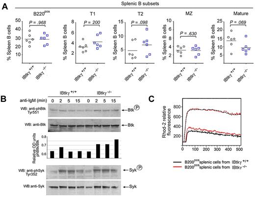 Figure 7. Ibtkγ−/− spleen B cells show a sustained Btk-Y551 phosphorylation and intracellular Ca2+ signaling in response to BCR-engagement. (A) Percentage of the splenic B-cell subsets in 5-week-old mice. Spleen cell suspensions derived from 5-week-old mice were stained with the following antibodies: CD21-FITC, CD23-PE, AA4.1-APC, IgM-APC-Cy7, and analyzed by flow cytometry. Percentage for Ibtkγ+/+ and Ibtkγ−/− spleen cells for T1 (CD21negCD23negAA4.1posIgMpos), T2 (CD21posCD23posAA4.1posIgMpos), follicular mature (CD21posCD23posAA4.1negIgMpos), and marginal zone (MZ; CD21highCD23negAA4.1negIgMpos) type B cells are reported (n = 5). Statistical analysis was performed with Prism v.4.0 (GraphPad software) and included the unpaired 2-tailed t test. (B) Ibtkγ−/− spleen B cells show a sustained Btk-Y551 phosphorylation on BCR engagement. Purified splenic B cells from either wild-type or Ibtkγ−/− 5-week-old mice were stimulated with F(ab′)2 fragments of anti–mouse IgM (10 μg/mL) for the indicated time and then analyzed by Western blotting with the indicated antibodies. The amounts of phosphorylated Btk are reported as relative optical density and evaluated according to the intensity of the phospho-Btk signal normalized to the corresponding Btk signal. A representative experiment of 3 independent experiments is shown. (C) Profile of Ca2+ mobilization in splenic B cells from wild-type or Ibtkγ−/− mice. Purified spleen B cells (1 × 107) from either wild-type or Ibtkγ−/− 5-week-old mice were loaded with the Rhod-2 Ca2+ indicator and stimulated with F(ab′)2 fragments of anti–mouse IgM (10 μg/mL). The maximum Ca2+ release was measured after the addition of calcium ionophore ionomycin (1μM). Ca2+ mobilization is shown as the Rhod-2 fluorescence intensity compared with the baseline (calculated as 1). A representative experiment of 3 independent experiments is shown.
