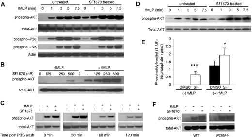 Figure 1. PTEN inhibitor SF1670 enhances fMLP-induced PtdIns(3,4,5)P3 signaling in both human and mouse neutrophils. (A) Human primary neutrophils were pretreated with 500nM SF1670 at 37°C for 30 minutes and then stimulated with 100nM fMLP for indicated times. The levels of phosphorylated AKT, p38, and c-Jun NH2-terminal kinase (JNK) were assessed by Western blotting with specific antibodies. (B) Human neutrophils were incubated with indicated concentrations of SF1670 at 37°C for 30 minutes and then stimulated with or without 100nM fMLP for 4 minutes. Total and phosphorylated AKT levels were assessed as described in panel A. (C) Human neutrophils were incubated with 500nM SF1670 at 37°C for 30 minutes and then washed twice with PBS. After being incubated in PBS + 2% BSA for indicated times, cells were stimulated with 100nM fMLP for 4 minutes, and then the levels of total and phosphorylated AKT were assessed by Western blotting using specific antibodies. (D) PTEN inhibitor SF1670 enhanced fMLP-induced PtdIns(3,4,5)P3 signaling in mouse neutrophils. Mouse bone marrow derived neutrophils were purified by negative selection using an EasySep system (StemCell Technologies). Cells were pretreated with 500nM SF1670 at 37°C for 30 minutes and then stimulated with 500nM fMLP for indicated times. The levels of phosphorylated AKT were assessed by Western blotting with specific antibody. (E) PtdIns(3,4,5)P3 level increased in SF1670-treated mouse neutrophils. Cellular PtdIns(3,4,5)P3 levels were measured using a mass ELISA kit (Echelon). In brief, PtdIns(3,4,5)P3 was extracted from 5 million purified mouse bone marrow–derived neutrophils following the manufacturer's lipid extraction protocol. The samples were mixed and incubated with a PtdIns(3,4,5)P3 detector protein and then added to a PtdIns(3,4,5)P3-coated microplate for competitive binding. A peroxidase-linked secondary detector and colorimetric detection were used to quantify the PtdIns(3,4,5)P3 detector protein bound to the plate. The colorimetric signal is inversely proportional to the amount of PtdIns(3,4,5)P3 in the sample. (F) Bone marrow–derived neutrophils isolated from wild-type (WT) and myeloid specific PTEN knockout mice28 were preincubated with or without 500nM SF1670 at 37°C for 30 minutes. Cells were then stimulated with or without 1 μM of fMLP for 4 minutes. Total and phosphorylated AKT levels were measured as described in panel A.