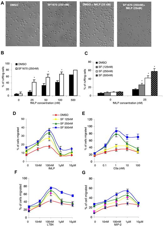 Figure 3. Treatment with PTEN inhibitor SF1670 augments fMLP-induced polarization and chemotaxis of mouse neutrophils. (A-C) fMLP induced neutrophil polarization. Bone marrow–derived mouse neutrophils were pretreated with 250nM SF1670 at 37°C for 30 minutes, washed twice with HBSS, and then settled down for 5 minutes on LabTek chamber cover-glass coated with 30 μg/mL bovine fibronectin. Cell polarization was induced by uniform stimulation with indicated concentrations of fMLP. (A) Representative images of cell ruffling (5 minutes after fMLP stimulation). (B) Quantification of fMLP-induced cell ruffling. The percentage of neutrophils extending pseudopods or ruffling was calculated from fields captured 4 to 8 minutes after fMLP stimulation. (C) Cells were pretreated with DMSO (control) or indicated concentrations of SF1670 at 37°C for 30 minutes and then stimulated with 25nM fMLP. The percentage of neutrophils extending pseudopods or ruffling was calculated from fields captured 4 to 8 minutes after fMLP stimulation. (D-G) Chemoattractant-induced transwell chemotaxis of neutrophils. Bone marrow–derived mouse neutrophils were pretreated with indicated amount of SF1670 at 37°C for 30 minutes, washed twice with HBSS, and then allowed to migrate in response to the indicated chemoattractants: fMLP (D), C5a (E), leukotriene B4 (LTB4; F), and macrophage-inflammatory protein-2 (G) in transwell systems. Percentage of cells that migrated into the bottom well was recorded. Data shown are mean ± SD of 6 wells, from 1 experiment representative of 3 experiments.