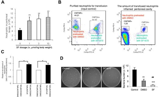 Figure 5. Pretreatment with PTEN inhibitor SF1670 enhances the recruitment of transfused neutrophils to the inflamed peritoneal cavity, as well as the bactericidal capability of the host. (A) Enhanced neutrophil recruitment to inflamed peritoneal cavity in SF1670-treated mice. Mice were intraperitoneally challenged with 1 mL of 3% TG before intravenous injection of the indicated dose of SF1670. Mice were euthanized 4 hours after the challenge. Total neutrophil content in the lavage fluid was calculated by microscopic examination. Data shown are mean ± SD of 3 mice. **P < .01 vs control. (B) Recruitments of adoptively transferred neutrophils to the inflamed peritoneal cavities in neutropenic mice. The neutropenic mice were prepared as described in supplemental Figure 7. Purified mouse neutrophils were pretreated with or without SF1670 (250nM) for 30 minutes at 37°C and then labeled with CMTMR or CMFDA. Labeled cells were mixed (1:1) as indicated and then intravenously injected to neutropenic mice that had been challenged with 3% TG for 2.5 hours. Peritoneal lavage was harvested 1.5 hours after the injection of cell mixture. The amount of adoptively transferred neutrophils recruited to the peritoneal cavity was analyzed using an FACSCanto II flow cytometer and FACSDiva software. (C) Relative recruitment of neutrophils was calculated as the ratio of indicated populations in the peritoneal lavage. Data shown are mean ± SD of 3 mice. *P < .05 vs DMSO-treated neutrophils. (D) In vivo bactericidal assay. Live E coli particles (1.0 × 105 CFU) were injected intraperitoneally to neutropenic mice 4 hours before neutrophil-adoptive transfer. Mouse neutrophils were pretreated with or without SF1670 (250nM) for 30 minutes at 37°C and then washed twice before adoptive transfer. Two hours after transfer, mice were euthanized, and peritoneal lavage was collected to check bacteria loads. **P < .01, ***P < .001 vs control; ##P < .01 vs DMSO.