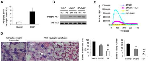 Figure 7. Pretreatment with SF1670 enhances the function and increases the efficacy of transfusion of G-CSF–mobilized neutrophils. (A) G-CSF (GCSF) induced neutrophil mobilization. A wild-type C57Bl/6 mouse was subcutaneously injected with G-CSF once daily at 250 μg/kg for 5 days. Peripheral blood (PB) was collected by cardiopuncture. White blood cells were counted using a Hematology Analyzer (Hemavet). (B) PTEN inhibitor SF1670 (SF) enhances fMLP-induced PtdIns(3,4,5)P3 signaling in both G-CSF–mobilized peripheral blood neutrophils and bone marrow–derived neutrophils (BM). Mouse peripheral blood samples were mixed with 2% dextran sulfate/PBS and 3 mg/mL EDTA/PBS at the ratio of 1:1:1 and incubated at 37°C for 20 minutes to allow red blood cells to settle. The leukocyte-containing layer was removed, and neutrophils were isolated by negative selection as described here. Isolated neutrophils were treated with SF1670 (500nM) or DMSO at 37°C for 30 minutes in PBS (0.2% bovine serum albumin), washed twice with HBSS, and then stimulated with 500nM fMLP for 4 minutes. The levels of phosphorylated AKT were assessed by Western blotting with specific antibody. (C) PTEN inhibitor SF1670 enhances fMLP-induced ROS production in G-CSF–mobilized peripheral blood neutrophils. Neutrophils were treated with SF1670 (500nM) or DMSO at 37°C for 30 minutes in PBS (0.2% BSA), washed twice with HBSS, and then stimulated with 2μM fMLP. ROS production was monitored in the presence of 50μM isoluminol and 0.8 U of horseradish peroxidase in a luminometer at 37°C. Chemiluminescence (arbitrary light units) was recorded at indicated time points. (D) Pretreatment with SF1670 increases the efficacy of transfusion of G-CSF–mobilized neutrophils. G-CSF–mobilized mouse peripheral blood neutrophils were pretreated with DMSO or SF1670 (250nM) for 30 minutes at 37°C, washed twice with PBS, and then intravenously injected into neutropenic mice that had been challenged with 105 CFU of E coli for 5 hours. Mice not receiving granulocyte transfusion were used as control. Histologic analysis of lungs reveals bacterial colonies (white arrow) in the pulmonary parenchyma. The number of bacterial colony was calculated. Pulmonary edema formation was quantified as the percentage of edema in the total parenchymal region using IPLab imaging software as described previously.29. *P < .05, **P < .01 vs control; ##P < .01 vs DMSO.