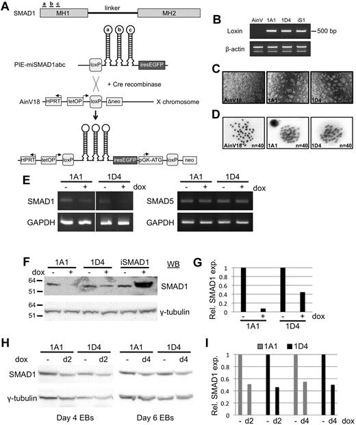 Figure 1. Generation of inducible ES cells allowing temporal control of Smad1 depletion. (A) miSmad1abc-IRES-EGFP ES cells were generated by combining the transgenic technique reported by Kyba et al (2002)24 with the miR-30–based shRNA technique reported by Sun et al (2006).20 Three unique shRNA target sites were identified in the MH1 domain of Smad1, and hairpins were designed containing the miR-30 flanking sequence required for endogenous RISC processing. Cre/loxP-mediated recombination of a construct containing hairpins a, b, and c in tandem results in site-specific integration into a position downstream of the HPRT locus on the X chromosome, and confers neomycin resistance, allowing selection and isolation of transgenic cell clones amenable to tet-on induction of Smad1 knockdown, concomitant with GFP expression. (B) Genomic PCR analysis confirms single-copy site-specific integration of the shRNA-IRES-EGFP cassette. Two separate transgenic ES clonal cell lines are shown, 1A1 and 1D4. The parental AinV18 line serves as a negative control, and a transgenic iSmad1 clone that allows induced Smad1 expression16 provides a positive control. (C) GFP expression is seen in 1A1 and 1D4 ES cells 24 hours after induction of miSmad1abc hairpin expression, with parental AinV18 cells serving as negative control. (D) Analysis of metaphase karyotypes in the ES-cell lines, showing grossly normal chromosomal integrity in both clones, indistinguishable from parental AinV18 cells. (E) Representative RT-PCR analysis of Smad1 transcript levels in 2 clonal lines 30 hours after induction, showing a decrease in Smad1 transcript levels after addition of doxycycline, in contrast to unchanged levels of Smad5 transcripts, with Gapdh as a loading control. (F) Analysis of SMAD1 protein levels 30 hours after induction in 2 separate transgenic clonal lines by Western blotting. Overexpression of Smad1 using iSmad1 ES cells is used as a control to verify SMAD1 signal. (G) Densitometric analysis of SMAD1 protein levels normalized to the γ-tubulin loading control, demonstrating in a representative experiment the extensive knockdown (∼ 60%-90%) in both cell lines. (H) Representative Western blotting analysis of SMAD1 protein levels 48 hours after induction in embryoid bodies using 2 independent clonal cell lines (I) Densitometric quantification of Smad1 protein levels in a representative experiment, normalized to γ-tubulin controls, demonstrating approximately equivalent knockdown in 1A1 and 1D4 cell clones, with induction at either day 2 or day 4.
