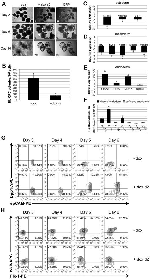 Figure 3. Early depletion of Smad1 results in disruption of epiblast derivatives and commitment to visceral endoderm. (A) Smad1 knockdown was induced on day 2 of EB differentiation, and EBs were analyzed for morphologic changes and GFP expression over the following several days. Induction was maintained by addition of doxycycline at day 5; day 7 EBs were transferred to gelatinized tissue-culture plates and examined both for their morphology and their ability to adhere to the plate surface. (B) Day 2–induced EBs were harvested at day 3.75 of differentiation and cultured in methylcellulose medium with cytokines permissive for differentiation into BL-CFC colonies. Colonies were identified and counted by their distinctive morphology 4 days later. For each sample, n = 3 and the graph is a representative example taken from a pool of at least 4 experiments. Error bars indicate SEM; *P < .01 compared with uninduced controls. Transcription of genes associated with ectoderm (C), mesoderm (D), endoderm (E), and, more selectively, visceral or definitive endoderm (F) were analyzed by qPCR in day 4.5 EBs that had been induced at day 2. Data were analyzed using the 2−ΔΔCT method19 and reported as fold change in mRNA transcript level, and were normalized to control cells that were not treated with doxycycline. Gapdh transcript levels were used as a reference control, and shown are representative results from an experiment that was repeated at least 3 times. Error bars indicate SEM; *P < .01 compared with uninduced controls. (G) Visceral endoderm commitment in day 2–induced EBs was corroborated by flow cytometric analysis after staining for epCAM (pan-endoderm) and DPP4 (visceral endoderm) -specific fluorophore-conjugated Abs using cells from dissociated EBs over a 4-day time course from day 3 to day 6 of EB cultures. (H) FLK1 and c-KIT staining was analyzed from day 3 to day 6 by flow cytometry to measure the potential population of hemato-vascular precursors in EBs induced at day 2, compared with control uninduced samples.