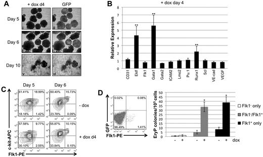 Figure 4. Late depletion of Smad1 enhances erythroid potential correlating with enhanced expression levels for Gata1. (A) EBs induced on day 4 of differentiation examined for morphologic changes and GFP expression until day 6. EBs were transferred on day 7 to gelatinized tissue-culture plates and analyzed for their ability to adhere to the plate surface. (B) Hemangioblast marker gene expression was analyzed by qPCR; RNA from day 4–induced EBs was harvested after 24 hours, on day 5 of differentiation. Data were collected and analyzed using Gapdh as a reference control as in Figure 3B-E. Each experimental condition was repeated a minimum of 3 times and a representative result is shown. Error bars denote the SEM; **P < .01 compared with uninduced controls. (C) Flow cytometric analysis of FLK1/c-KIT expression at days 5 or 6 of EB differentiation, after induction of Smad1 depletion at day 4. (D) EryP colony-forming analysis of FLK1+ mesoderm sorted by flow cytometry from day 3.75 EBs to examine cell autonomy of Smad1 functions. Defined populations were recultured as EBs for a further 2 days with or without day 4 doxycycline treatment, and disaggregated to generate primitive erythroid colonies under the relevant permissive conditions. Each experimental condition was repeated 3 times, and a representative result is shown. Error bars denote SEM; *P < .05 compared with uninduced controls.