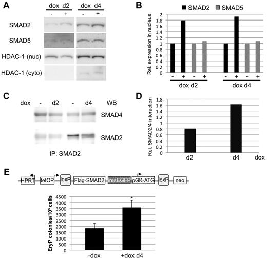 Figure 5. Smad1 knockdown correlates with activation of SMAD2, a TGF-β downstream effector. (A) miSmad1 EBs were left untreated or induced with 1 μg/mL doxycycline to deplete Smad1 on day 2 or day 4, and EBs were harvested and fractionated to generate nuclear extracts. Nuclear fractions were subjected to Western blotting to quantify SMAD2 and SMAD5 levels, and HDAC-1 was used as a loading control for total nuclear protein. (B) Densitometric analysis of relative nuclear SMAD2 and SMAD5 protein levels, with induced samples normalized to uninduced controls. (C) Whole-cell lysates were generated from day 2– or day 4–induced miSmad1 EBs and subjected to immunoprecipitation using a SMAD2-specific Ab. Immunoprecipitates were analyzed by Western blotting for SMAD2 and SMAD4. (D) Densitometric quantification of SMAD2/SMAD4 interaction, with day 2– and day 4–induced samples normalized to their respective uninduced controls. (E) An ES-cell line was engineered to allow doxycycline-induced expression of Smad2 (see supplemental Figure 1). Smad2 expression was induced on day 4 and on day 5.75 the EBs were analyzed for EryP colony-forming potential, as in Figure 2. For each sample, n = 3, and the graph is a representative example taken from a pool of at least 4 experiments. Error bars indicate SEM; *P < .01 compared with uninduced controls.