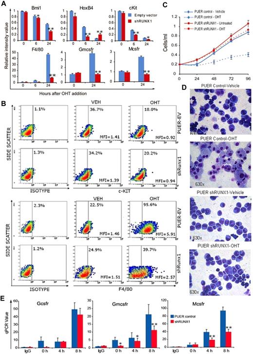 Figure 1. In Runx1-deficient (shRunx1) cells, Pu.1 (OHT) repressed stem cell genes but myeloid differentiation gene activation was impaired. (A) The pattern of mRNA expression in PUER shRunx1 compared with PUER empty vector (control) cells treated with OHT. Gene expression after OHT addition was measured by quantitative RT-PCR. Stem cell genes are Bmi-1, Hoxb4, and c-Kit. Differentiation genes are F4/80, Mcsfr, and Gmcsfr. Data are mean ± SD. shRunx1 versus control for each time point: *P < .05, **P < .01 (Student t test). Experiments were performed in triplicate. (B) The pattern of c-Kit and F4/80 protein expression. Measured by flow cytometry 48 hours after OHT. MFI indicates mean fluorescence intensity of all cells. (C) OHT effect on cell proliferation of shRunx1 and control cells. Cell counts were measured daily with an automatic cell counter. Experiments performed in triplicate. Error bars represent SE. (D) OHT effect on cell morphology of shRunx1 and control cells. Cell morphology was evaluated on Giemsa-stained cytospin slides 48 hours after OHT. Microscope: Leica DMR, 63×/1.32 oil PH3 type N immersion oil. Image capture: CRI Nuance NzMSI-FX with Nuance 2.8 software. (E) Decreased histone acetylation at Gmcsfr and Mcsfr proximal promoters in shRunx1 compared with control cells. The Gcsfr promoter, which is not known to be regulated by Runx1/PU.1, was analyzed as control. ChIP performed with anti-H3Ac. Coimmunoprecipitation of promoter regions was analyzed by quantitative RT-PCR. Data are mean ± SD. shRunx1 vs control for each time point after OHT: *P < .05, **P < .01 (Student t test). Experiments performed in triplicate.