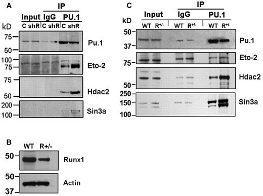 Figure 2. Increased coimmunoprecipitation (co-IP) of endogenous corepressor (Eto2, Sin3A, and Hdac2) with Pu.1 in Runx1-deficient cells. (A) Increased co-IP of endogenous corepressor with Pu.1 from PUER shRunx1 compared with PUER empty vector (control) cells. Input indicates nonimmunoprecipitated cell lysate; IgG, control IP with isotype antibody; C, PUER control; and shR, PUER shRunx1. Cells were lysed 4 hours after addition of OHT. (B) Runx1 protein expression is decreased in primary Runx1 haploinsufficient (Runx1+/−) compared with wild-type littermate control (WT) bone marrow cells. Mice were genotyped as previously described.28 (C) Co-IP of endogenous corepressor with endogenous Pu.1 from Runx1+/− compared with WT bone marrow. Lysates were generated from freshly harvested bone marrow.