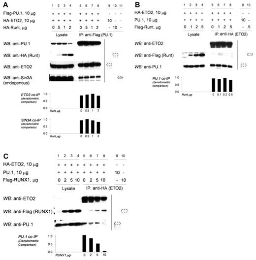 Figure 4. The RUNX1 C-terminus is required to exclude corepressors from the RUNX1/PU.1 complex. (A) Increasing concentrations of RUNT did not prevent the co-IP of ETO2 or SIN3A with PU.1. 293T cells were transfected with HA-ETO2, Flag-PU.1, and increasing amounts of HA-RUNT. Increasing amounts of RUNT did not decrease co-IP of ETO2 or endogenous SIN3A with PU.1 (lanes 5-8). The vertical line separates repositioned gel lanes (lanes 9-11) that showed anti-Flag did not IP HA-RUNT, HA-ETO2, or SIN3A in the absence of Flag-PU.1. Dashed outline shows expected position of protein in these lanes. (B) In the reverse co-IP experiment, increasing amounts of RUNT did not prevent the co-IP of PU.1 with ETO2. 293T cells were transfected with HA-ETO2, PU.1, and increasing amounts of Flag-RUNT. Increasing amounts of RUNT did not decrease the co-IP of PU.1 with ETO2 (lanes 5-8). The vertical line separates repositioned gel lanes (lanes 9 and 10), which showed that anti-HA did not immunoprecipitate PU.1 or Flag-RUNT in the absence of HA-ETO2. Dashed outline shows expected position of protein in these lanes. (C) In contrast, increasing amounts of RUNX1 decreased co-IP of PU.1 with ETO2. 293T cells were transfected with expression vectors for HA-ETO2, PU.1, and flag-RUNX1. PU.1 co-IPs with ETO2 (lane 5). Increasing amounts of RUNX1 decreased co-IP of PU.1 (lanes 6-8). The vertical line separates repositioned gel lanes (lanes 9 and 10) that showed anti-HA did not IP PU.1 or Flag-RUNX1 in the absence of HA-ETO2. Dashed outline indicates expected position of protein in these lanes.