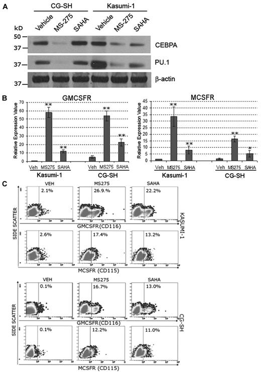 Figure 5. Inhibition of HDAC rescues MCSFR and GMCSFR expression in AML cells that express lineage-specifying TFs and contain mutated or translocated RUNX1. Kasumi-1 cells contain RUNX1-ETO. CG-SH cells contain mutated RUNX1 and normal cytogenetics. (A) AML cells containing abnormal RUNX1 express high levels of the lineage-specifying TFs PU.1 and CEBPA. Western blot 72 hours after addition of drug. (B-C) Treatment with HDAC inhibitors significantly increased MCSFR and GMCSFR mRNA and protein expression. Kasumi-1 and CG-SH were treated once with SAHA 1μM or MS-275 0.5μM. mRNA expression was measured by quantitative RT-PCR 72 hours after HDAC inhibitor treatment. Data are mean ± SD. HDAC inhibitor treatment versus vehicle treatment: *P < .05, **P < .01 (Student t test). Protein expression was measured by flow cytometry. Experiments were performed in triplicate.