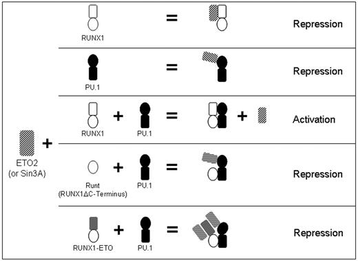 Figure 6. Model for RUNX1 regulation of PU.1 interaction with corepressors. Proposed model for RUNX1-mediated regulation of the transcriptional activity of PU.1 in normal hematopoiesis, and effects of RUNX1 deletions and translocations on this cooperation. RUNX1 and PU.1 independently interact with SIN3A or ETO2 (rows 1 and 2). When both RUNX1 and PU.1 are present, ETO2 and SIN3A are excluded from the RUNX1:PU.1 complex (row 3). Corepressor exclusion requires the RUNX1 C-terminus. Therefore, RUNT does not inhibit PU.1 interaction with corepressor (row 4). Similarly, corepressor is recruited to the RUNX1-ETO/PU.1 complex (RUNX1-ETO lacks the C-terminus). In this complex, corepressor is recruited to both the ETO moiety of the leukemia fusion protein and to PU.1 (row 5).