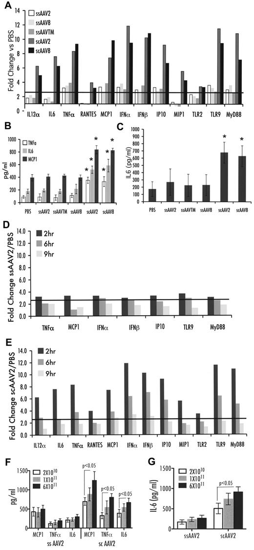 Figure 1. Innate immune response after liver gene transfer with ssAAV2, -TM, or -8 vectors or with scAAV2 or -8 vectors to C3H/OuJ mice (n = 4 per experimental group). All vectors contained expression cassettes for hF.IX, except for scAAV8-GFP vector. (A) Fold-changes in hepatic mRNA levels (2 hours after vector administration at 1 × 1011 vg) compared with PBS-injected mice are shown. A change > 2.5-fold (horizontal line) was considered greater than the variability of the assay. (B) Cytokine levels of TNF-α, IL-6, and MCP-1 in liver protein extract 2 hours after vector administration at 1 × 1011 vg. (C) Systemic IL-6 levels 2 hours after vector administration at 1 × 1011 vg (in picograms per milliliter of plasma). Data are average per experimental group ± SD. (D-E) Fold-change in hepatic mRNA levels compared with PBS-injected mice as a function of time after vector administration shown for ssAAV2-hF.IX (D) and scAAV2-hF.IX (E) vectors was statistically different between vector groups at 2 hours, P < .001, and at 6 hours, P < .01, calculated by 2-way ANOVA of variance using “vectors delivered” and “genes up-regulated” as independent variables. Cytokine levels of TNF-α, IL-6, and MCP-1 in liver protein extract (F) or systemic IL-6 levels 2 hours after vector administration of either 2 × 1010, 1 × 1011, or 6 × 1011 vg (G); statistics were done using 2-tailed Student t test. *P < .05 in comparison with ssAAV2-transduced liver as calculated by 2-tailed Student t test.