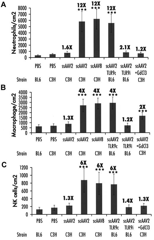 Figure 7. Summary of cellular infiltrates in the liver 2 hours after vector administration. (A) Neutrophils. (B) Macrophages. (C) NK cells. Data were collected from 20 images captured from each of the 3 sections prepared for a total of 60 images per mouse liver. Data are presented as average number of cells per square centimeter per mouse (n = 4 per group) ± SD. Fold-increase in comparison to PBS-injected mice of the same strain is indicated. ***P < .001 (ANOVA comparison with PBS-injected mice).