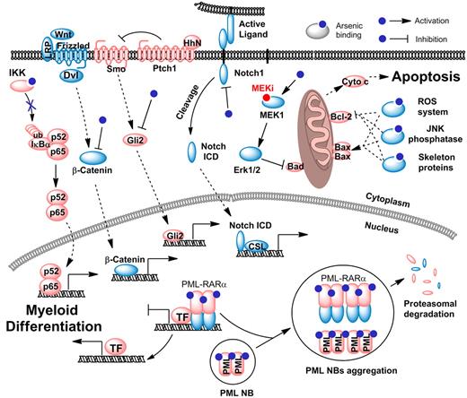 Figure 3. Arsenic targets critical pathways for the leukemia-initiating cells. Arsenic induces generation of ROS, perturbation of some signal pathways, and modulation of transcriptional factors. Arsenic also activates MEK1/ERK pathway, whereas combination of MEK1 inhibitor (MEKi, red filled circle) and arsenic results in synergistic antitumor effects.