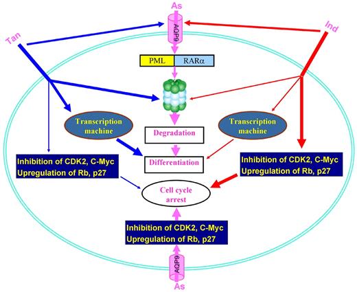 Figure 4. Mechanisms of action of representative components of RIF in treating APL. As, As4S4; Ind, indirubin; Tan, tanshinone IIA.