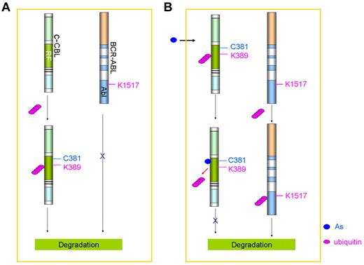 Figure 5. Effects of arsenic on c-CBL and BCR-ABL in CML cells. (A) Without arsenic treatment, c-CBL is self-ubiquitinated and degraded in proteasome. (B) Arsenic treatment inhibits c-CBL self-ubiquitination and proteasomal degradation, and triggers ubiquitination of BCR-ABL at K1517 followed by degradation in the proteasome.