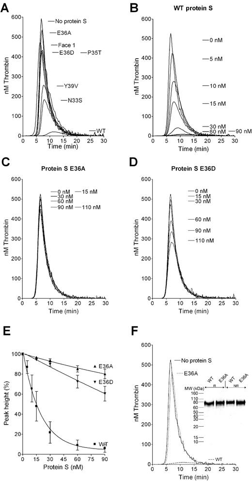 Figure 1. Effect of protein S variants for APC cofactor activity on thrombin generation. Thrombin generation was measured in protein S–deficient plasma supplemented with 9nM APC and 60nM of protein S variants (A), 0 to 90nM WT protein S (B), 0 to 110nM protein S E36A (C), or 0 to 110nM protein S E36D (D). Typical experiments are shown (n = 3). Dose-response data from titrations with WT protein S, protein S E36A, and protein S E36D (0-90nM) in the presence of 9nM APC is shown in panel E. Data are mean ± SEM; n = 4. (F) Thrombin generation in protein S free plasma supplemented with 9nM APC and 60nM purified protein S. (Inset) Purified WT protein S and protein S E36A on a silver-stained 10% SDS-PAGE under reducing (R) and nonreducing (NR) conditions.